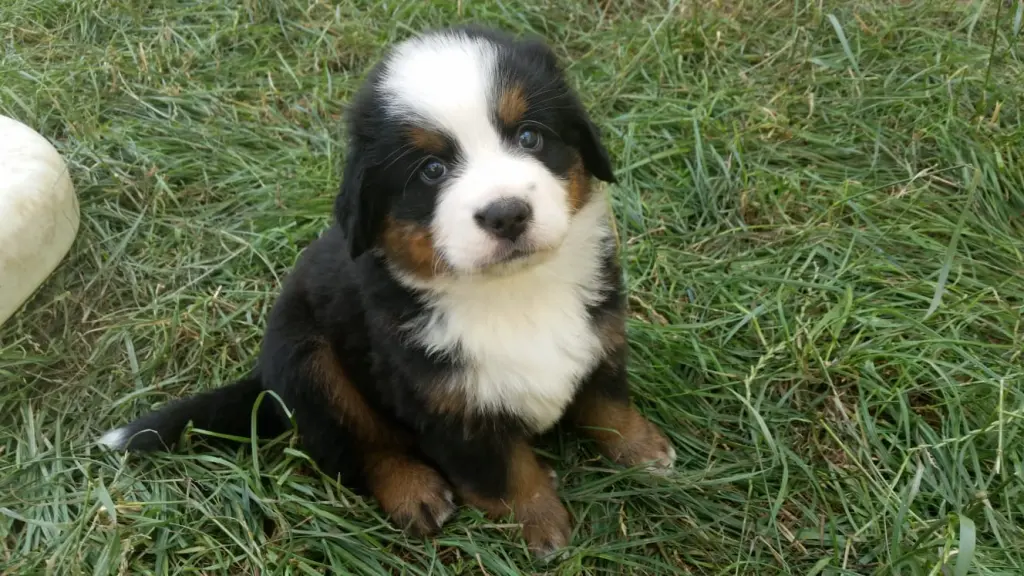 Bild von Balou
