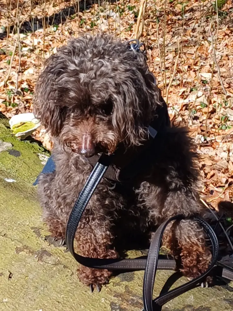 Bild von Choky
