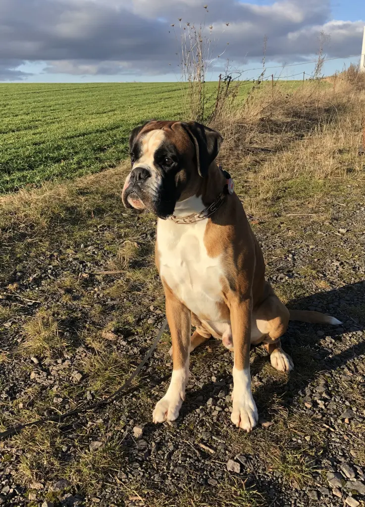 Bild von Tiago