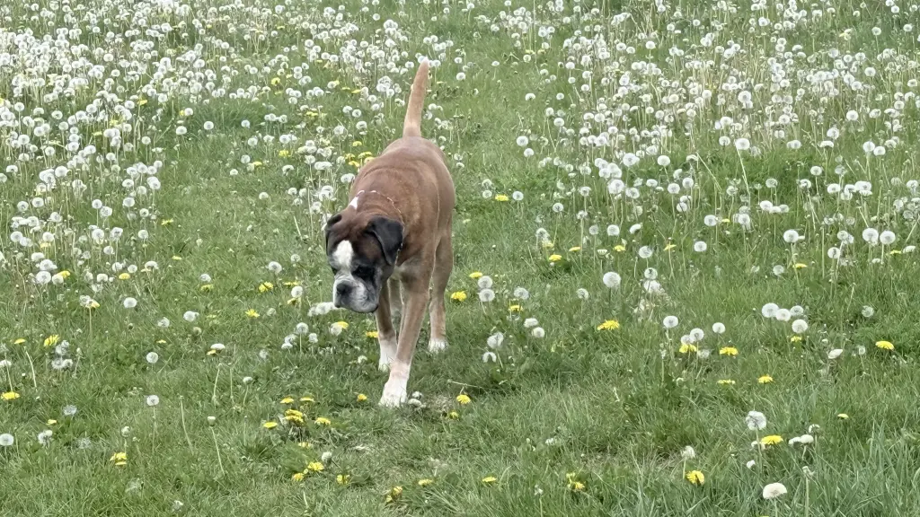 Bild von Tiago