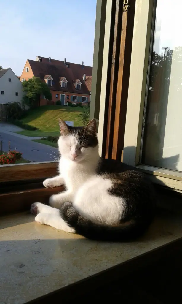 Bild von Oskar