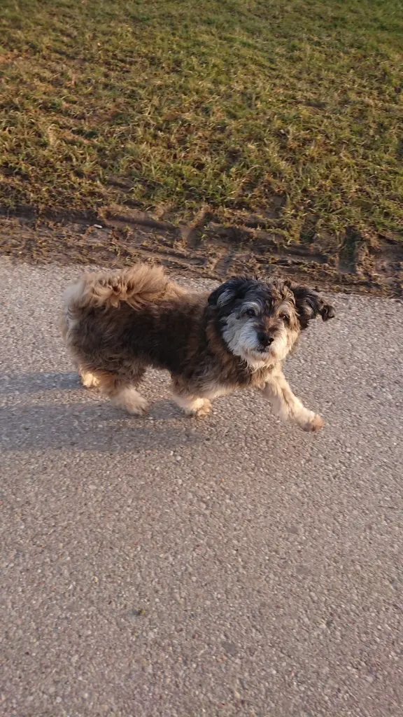 Bild von Benno