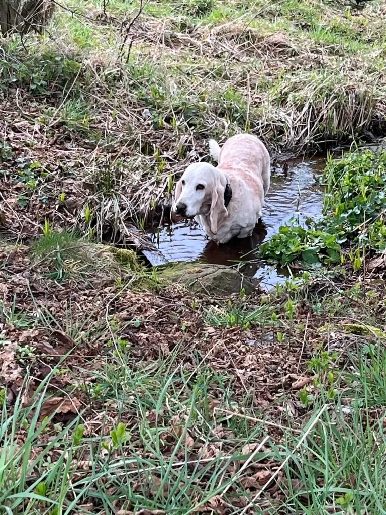 Wasser hast du geliebt
