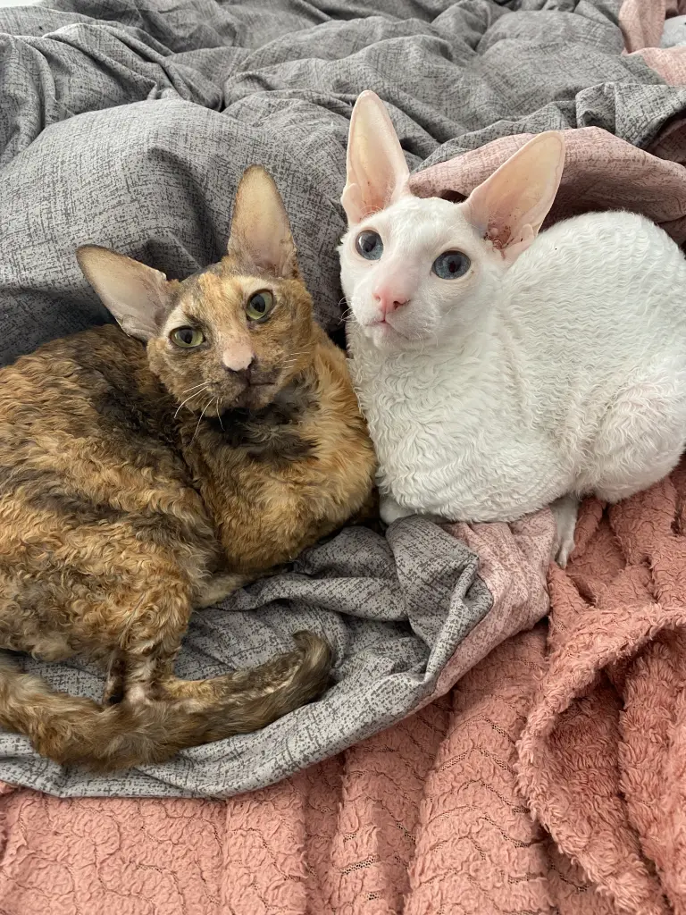 Bella & Filou