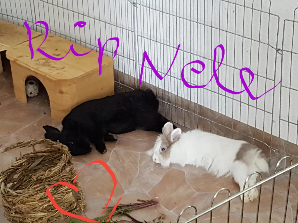 Image from Nele