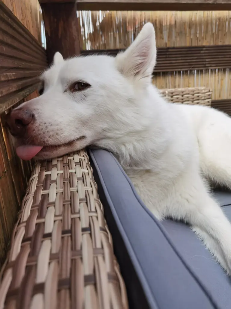 Bild von Ghost