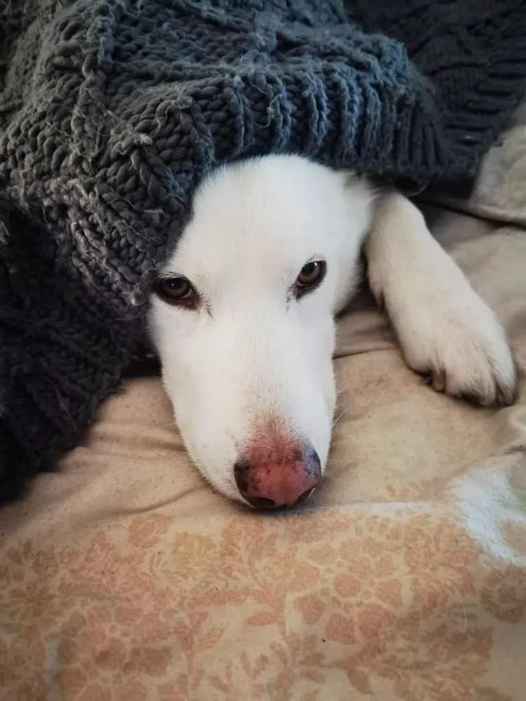 Bild von Ghost