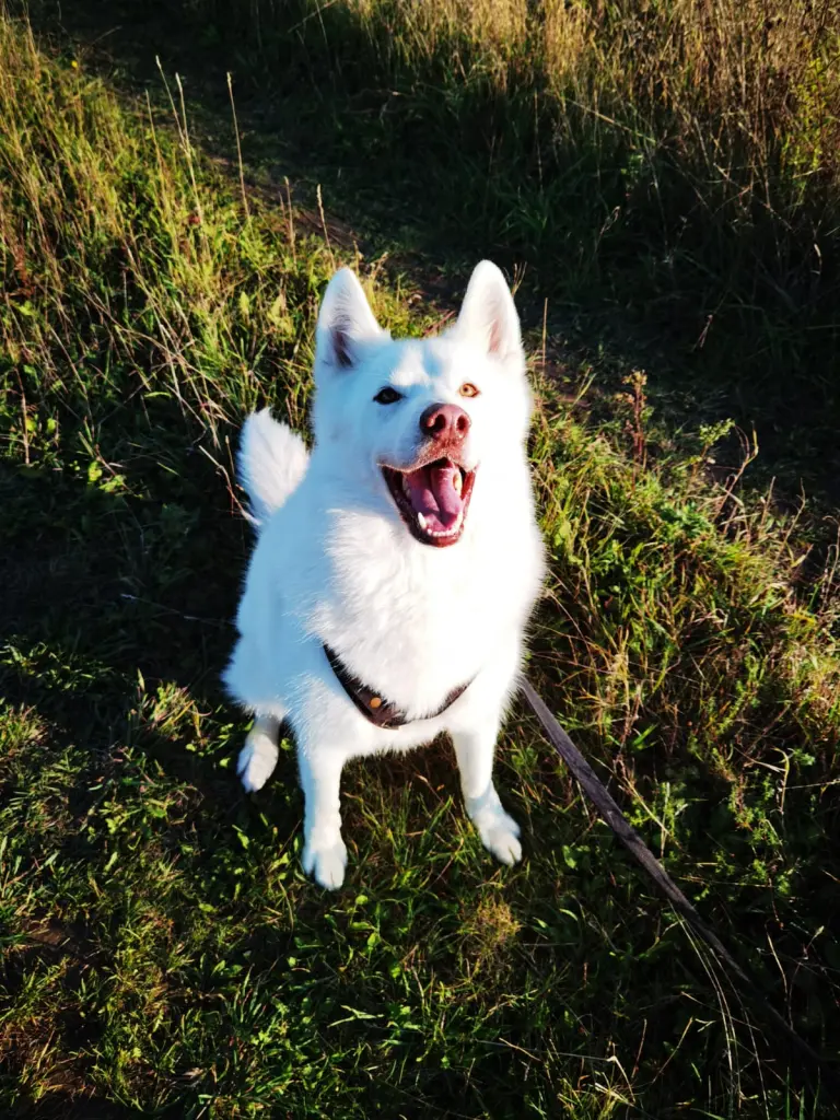 Bild von Ghost