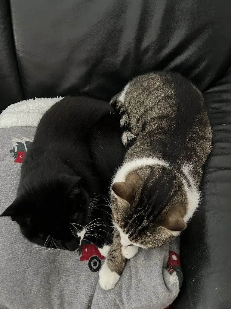 Dein Bruder vermisst dich auch!