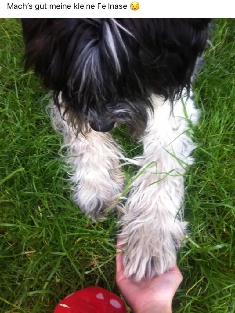 Image from Monty