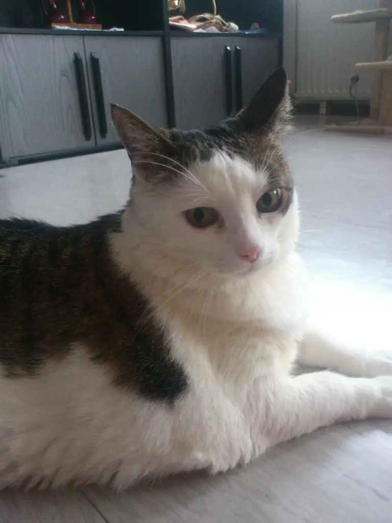 Image from Miezi
