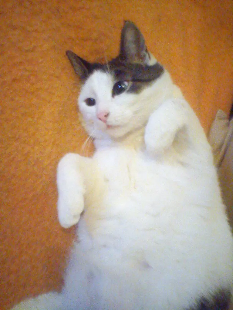 Image from Miezi