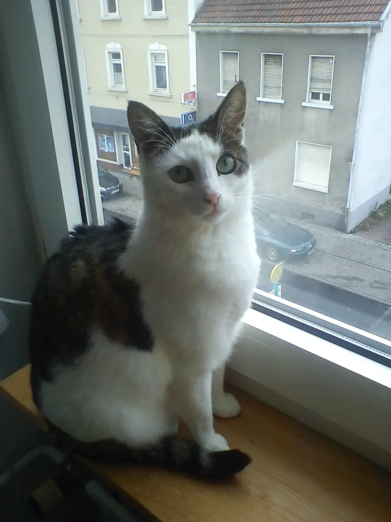 Image from Miezi
