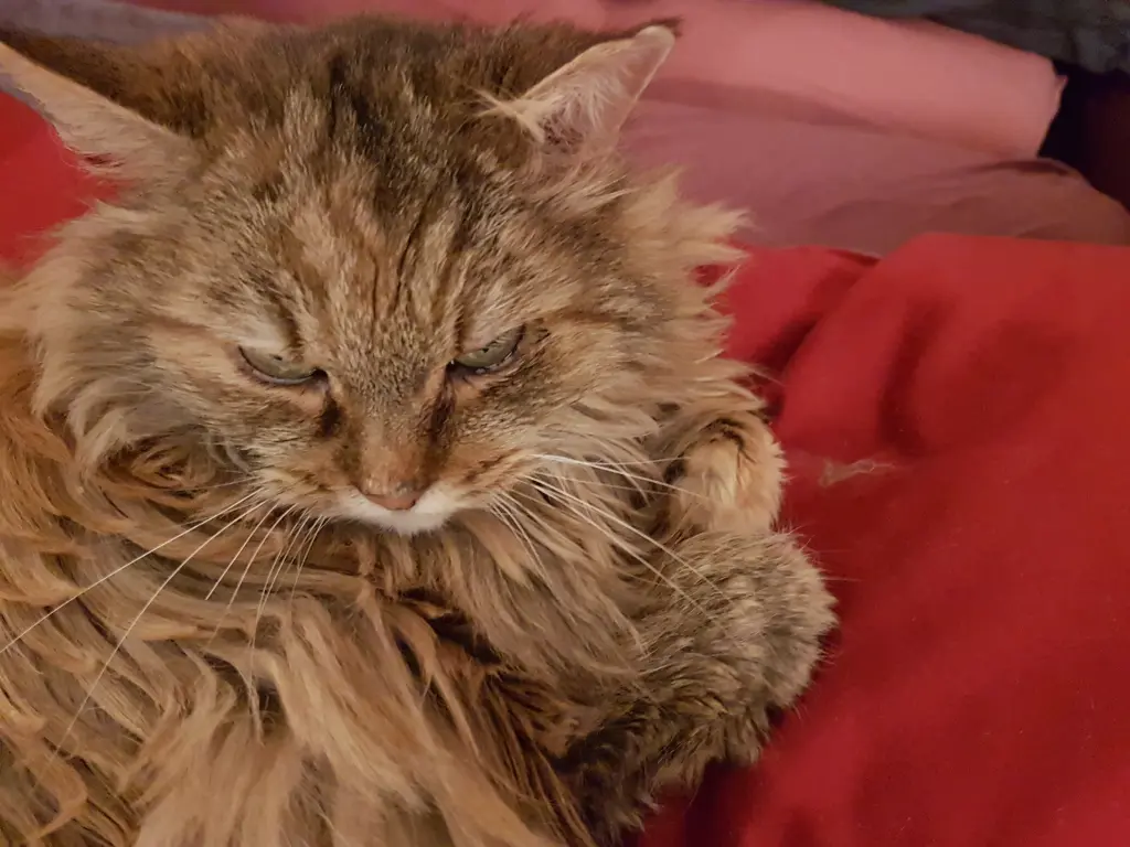 Bild von Minou