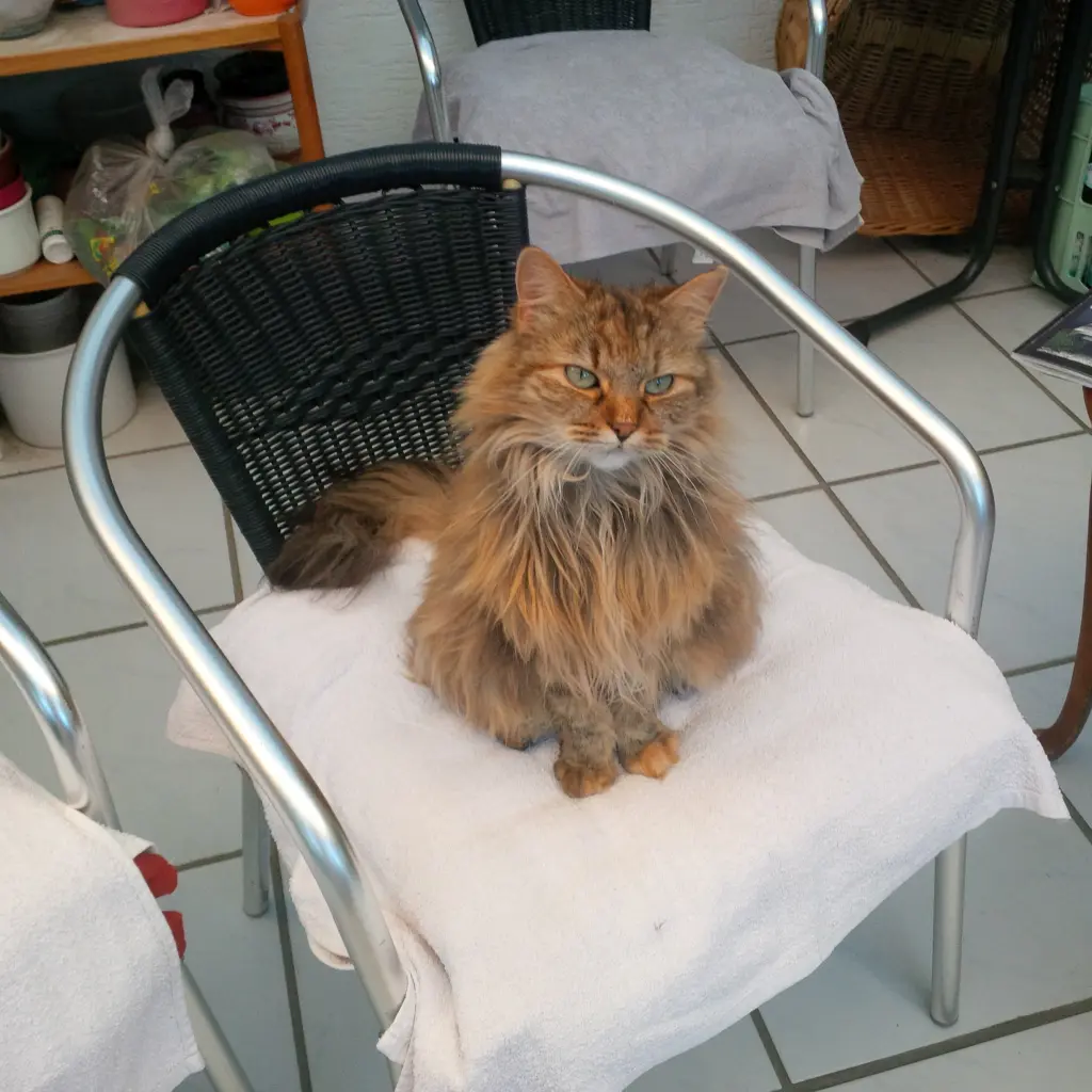 Bild von Minou