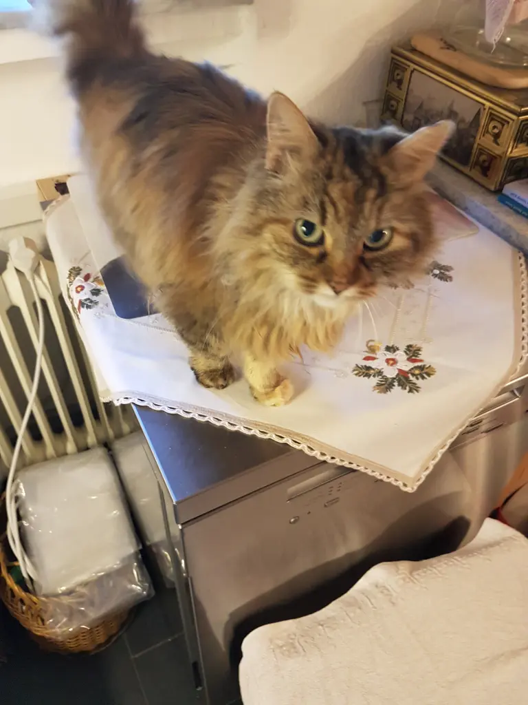 Bild von Minou