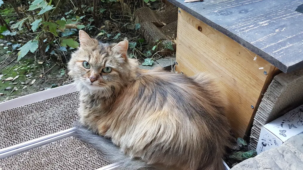 Bild von Minou