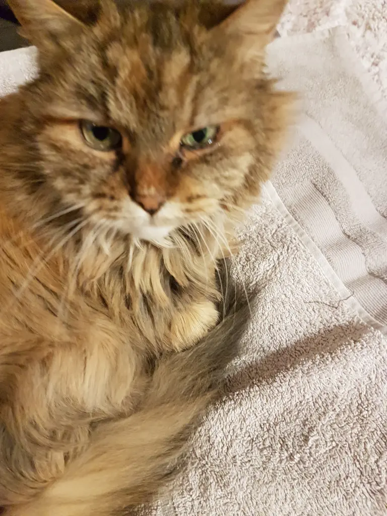 Bild von Minou