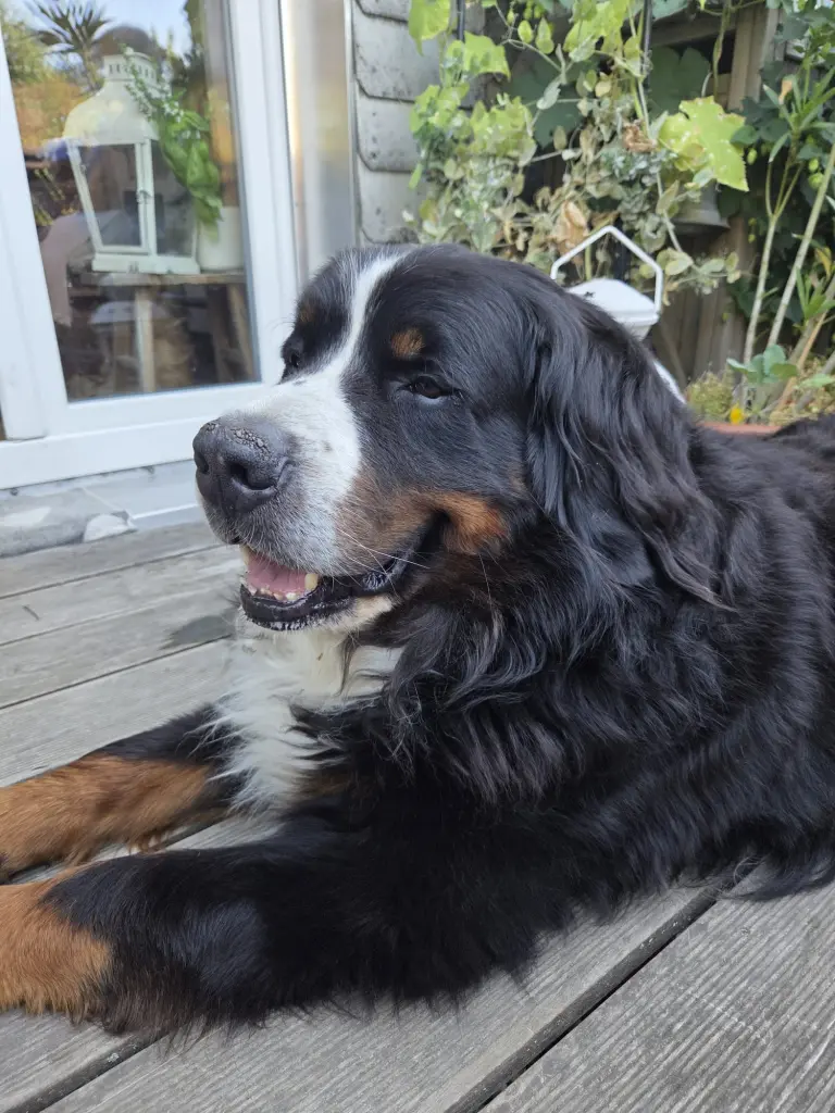 Condolence image of Sonja