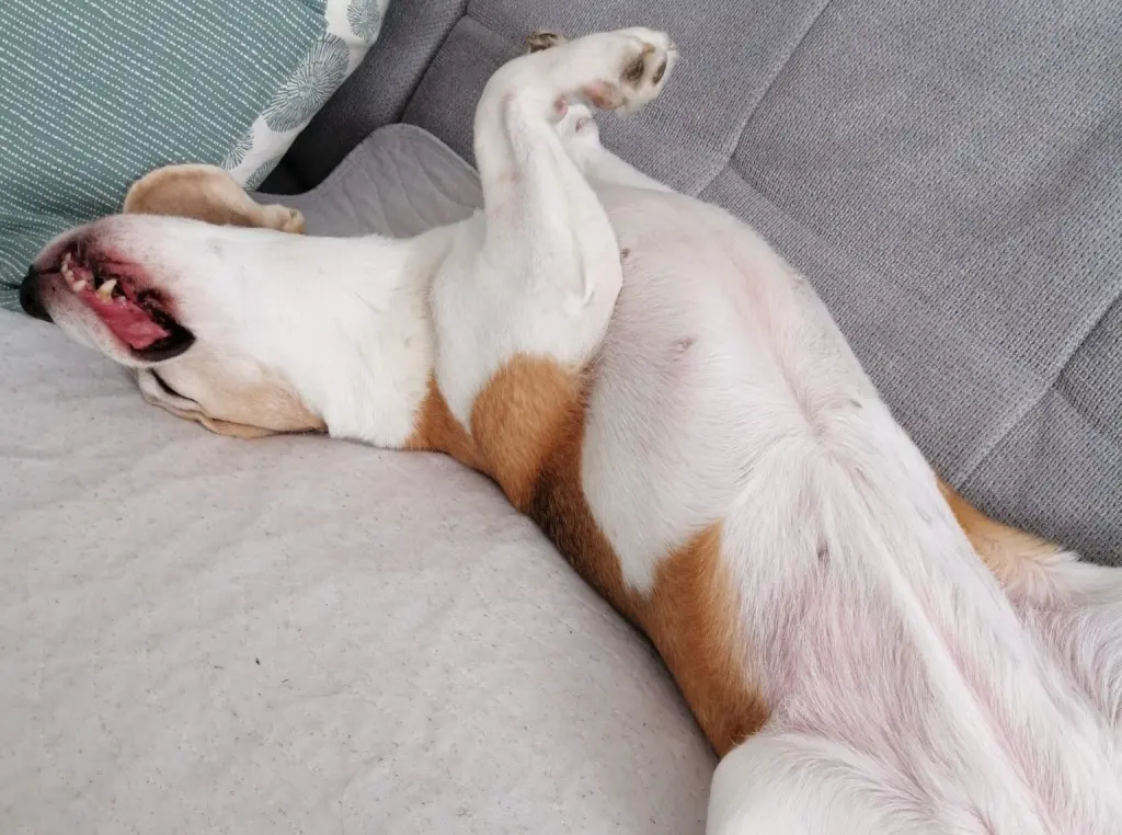 Unser kleiner Dino