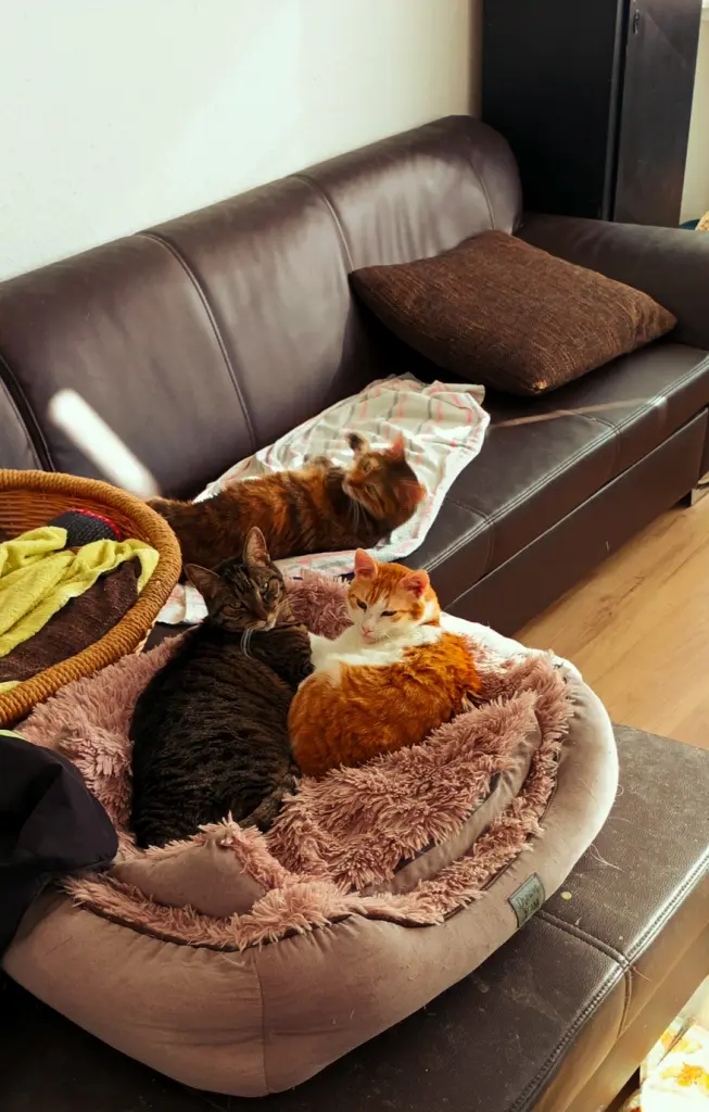 Condolence image of Dein Vater vermisst 🥺😔 Dich 😢🫶🐾 mein kleener Maxxel