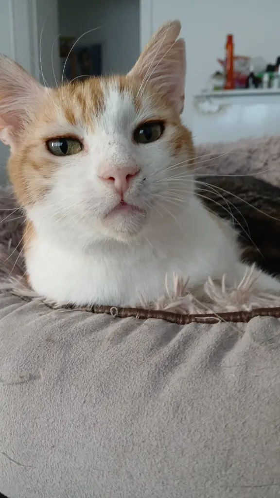 Condolence image of 🌠🐾✨🌈 mein süßes verlorenes Seelentierchen 😞😣 max, du fehlst uns sehr 🫶😭😢🥺