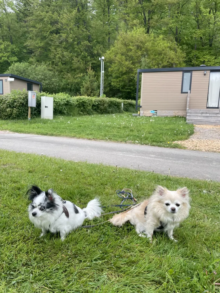 Nele und Nala