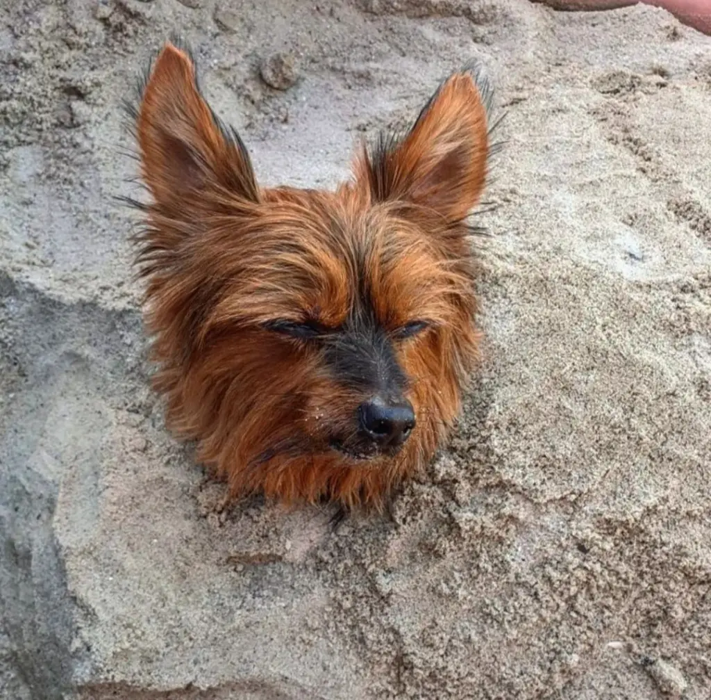 Am Strand haben wir dich eingebuddelt um zu kühlen.