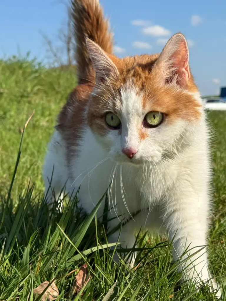 Mein erster Urlaub auf der Wiese
