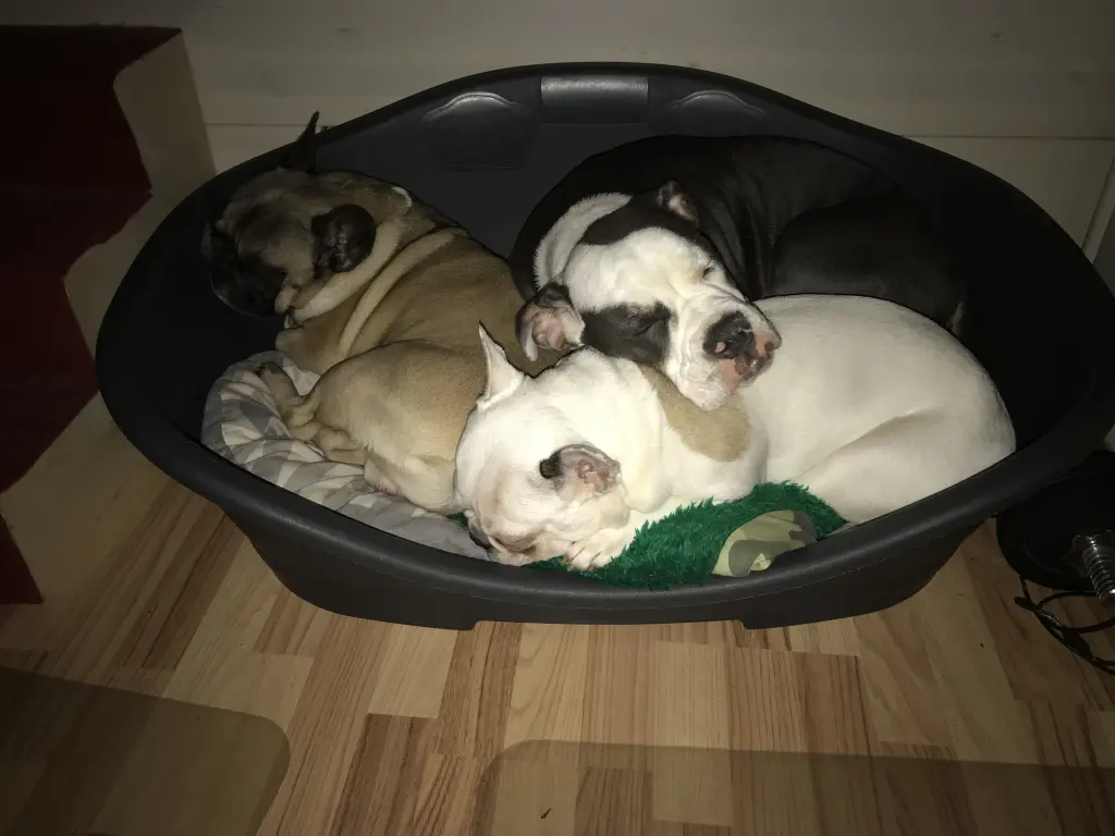 Meine Bella und Bumble