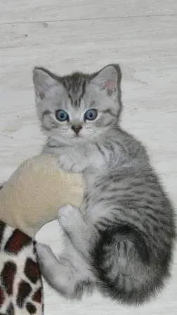 Al Capone als Kitten
