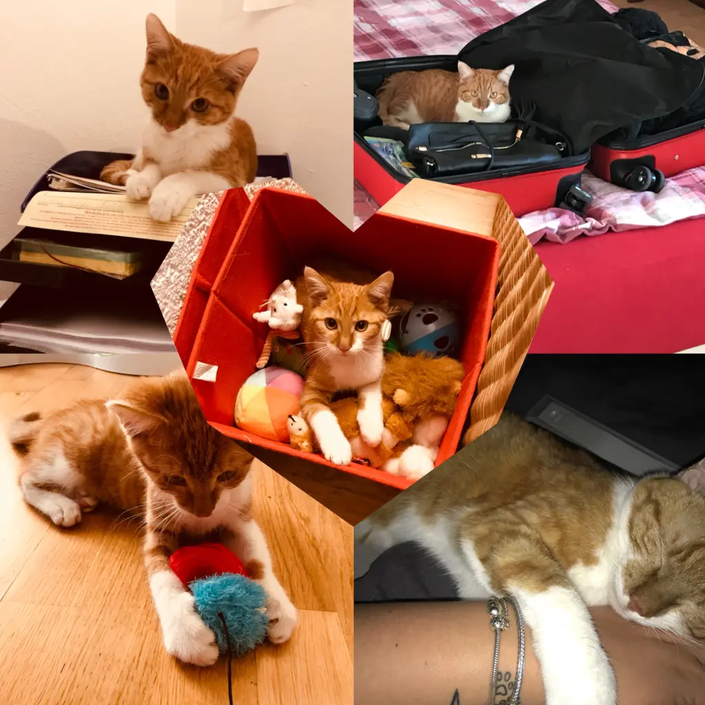 Image from Simba