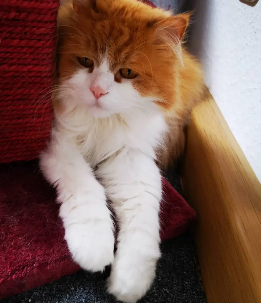 Image from Garfield