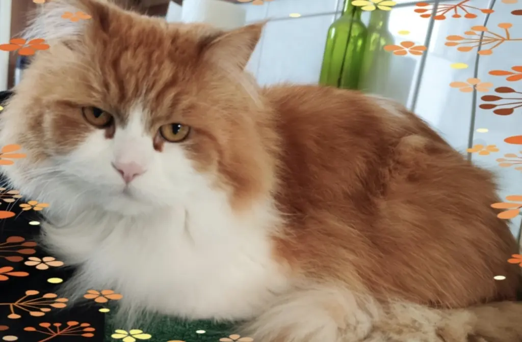 Image from Garfield