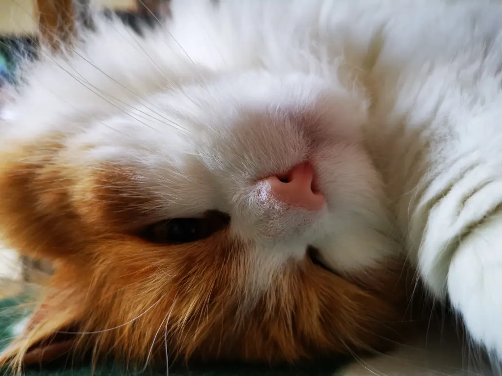 Image from Garfield
