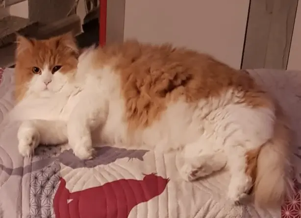 Image from Garfield