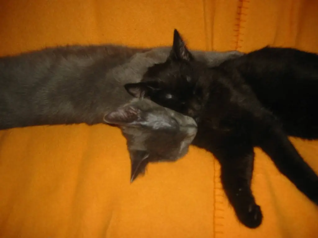 Condolence image of Sarah