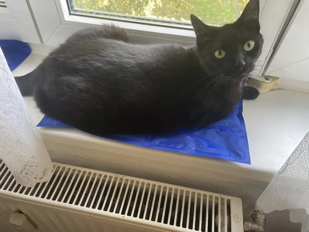 Image from Cathy