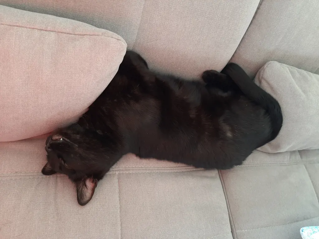 Bild von Speedy
