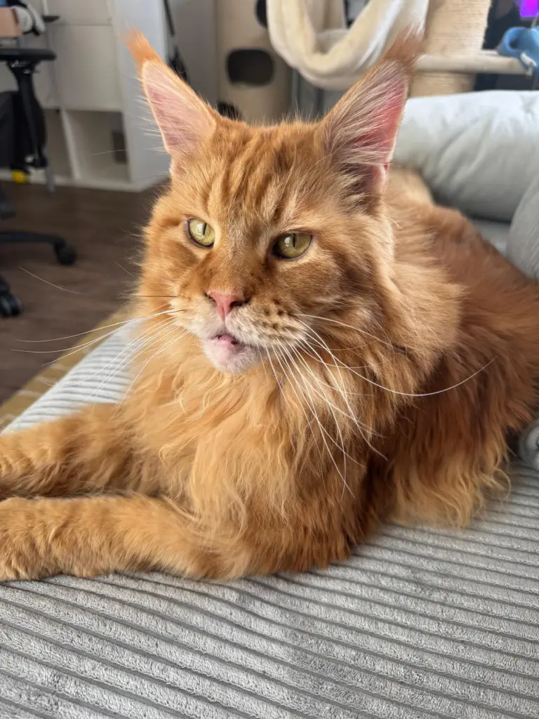Bild von Rusty