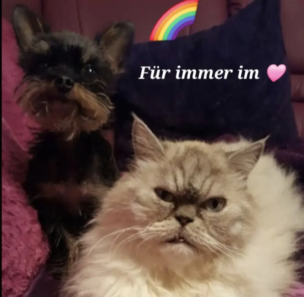 Condolence image of Susanne mit Teddy und Gucci im 🩷