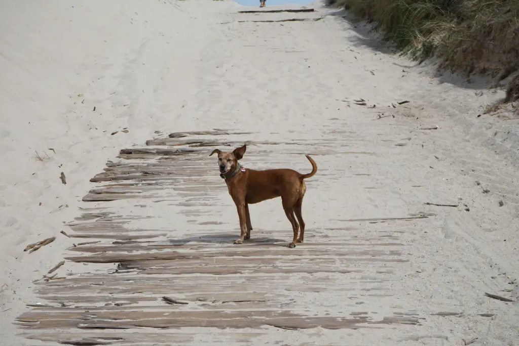 Sylt
