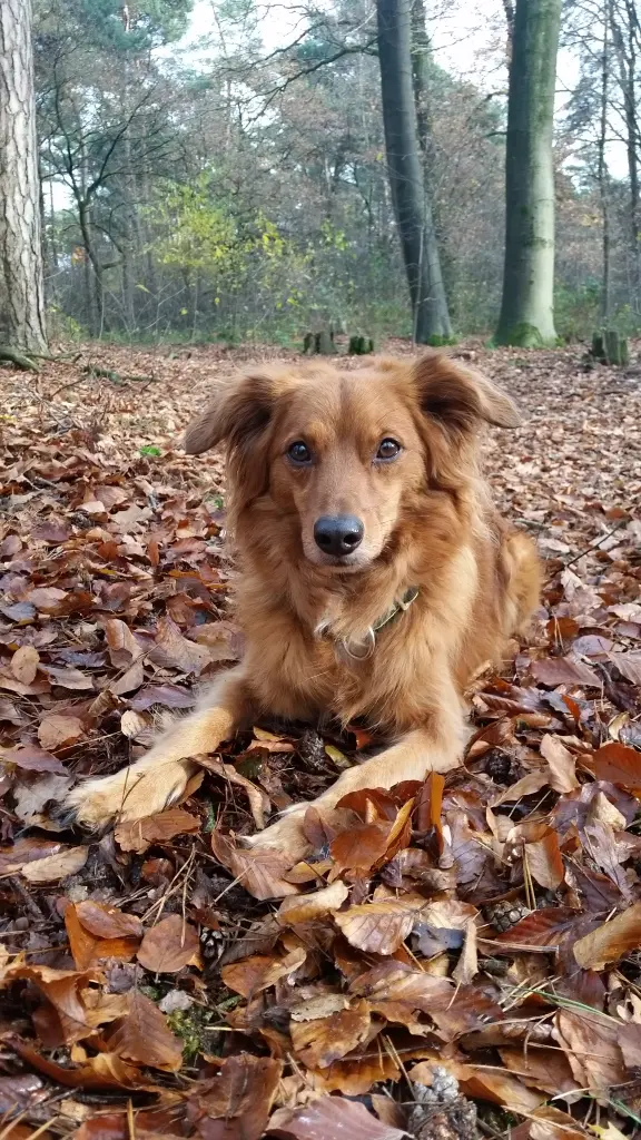 Image from Budges