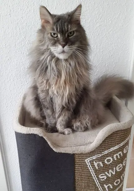 Bild von Nelly