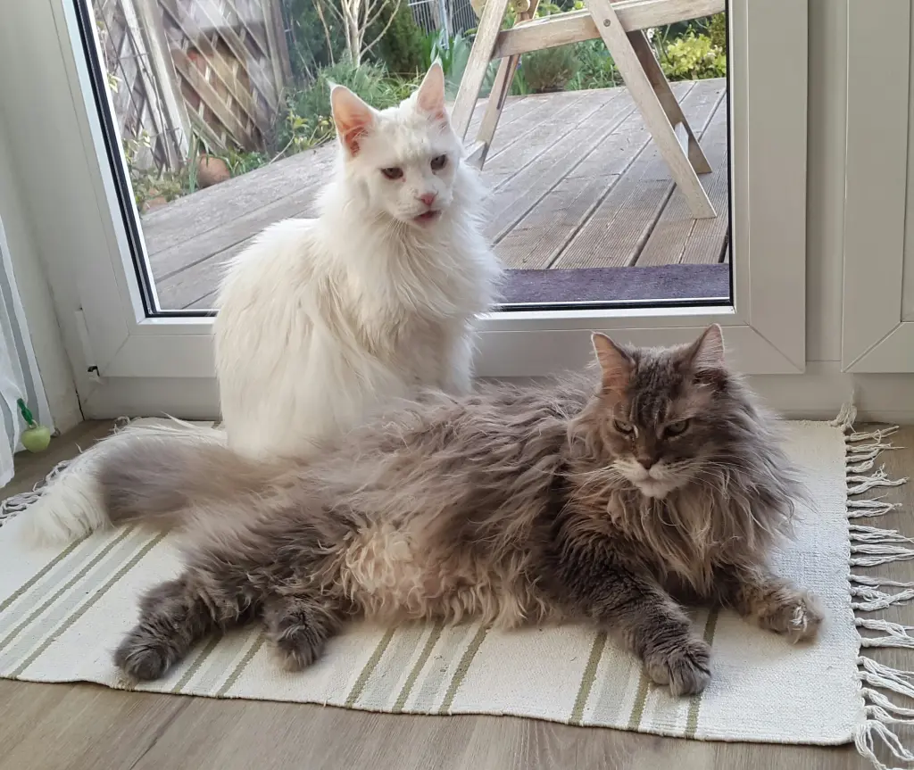 Nelly & Harry
