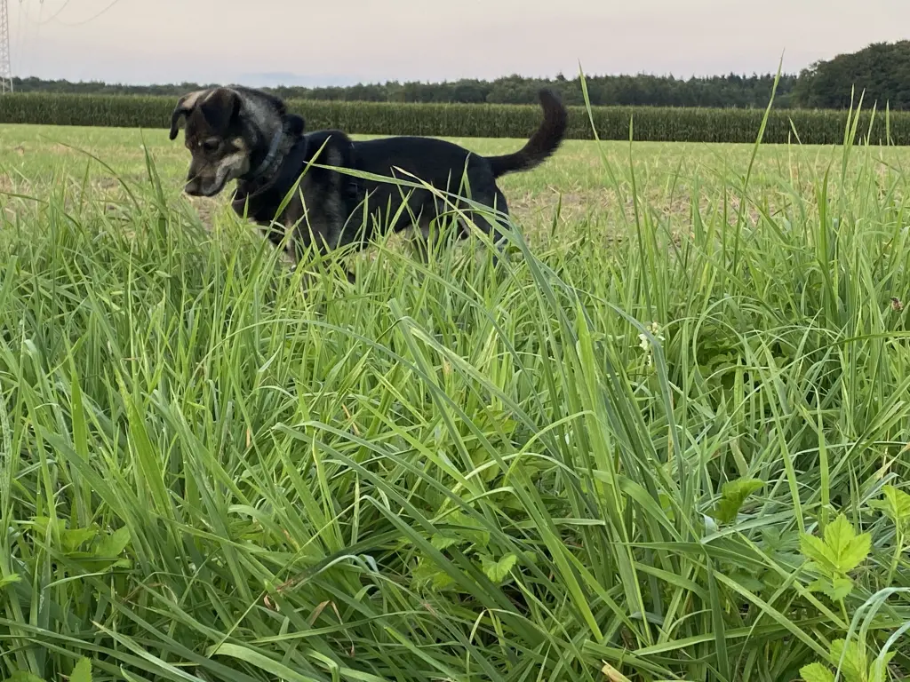 Image from Luke