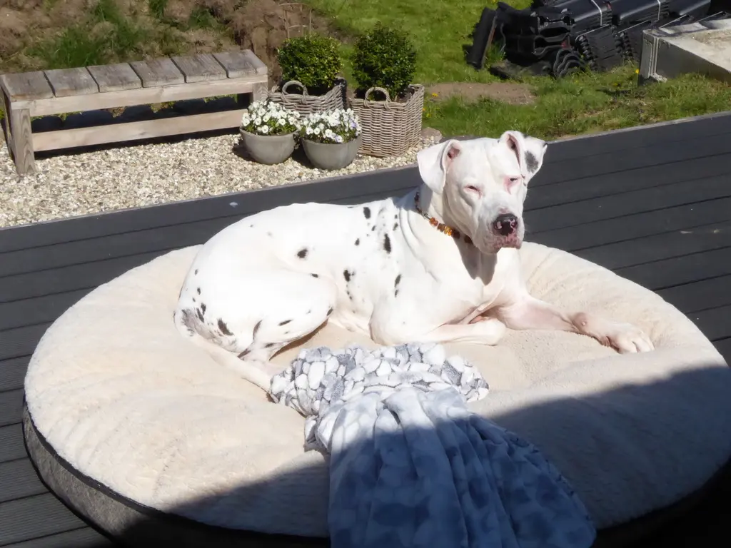 Bild von Shiva