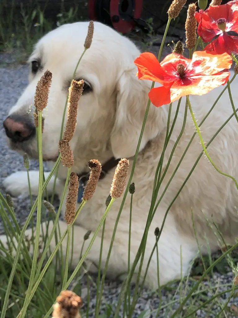 Mein treuester Begleiter