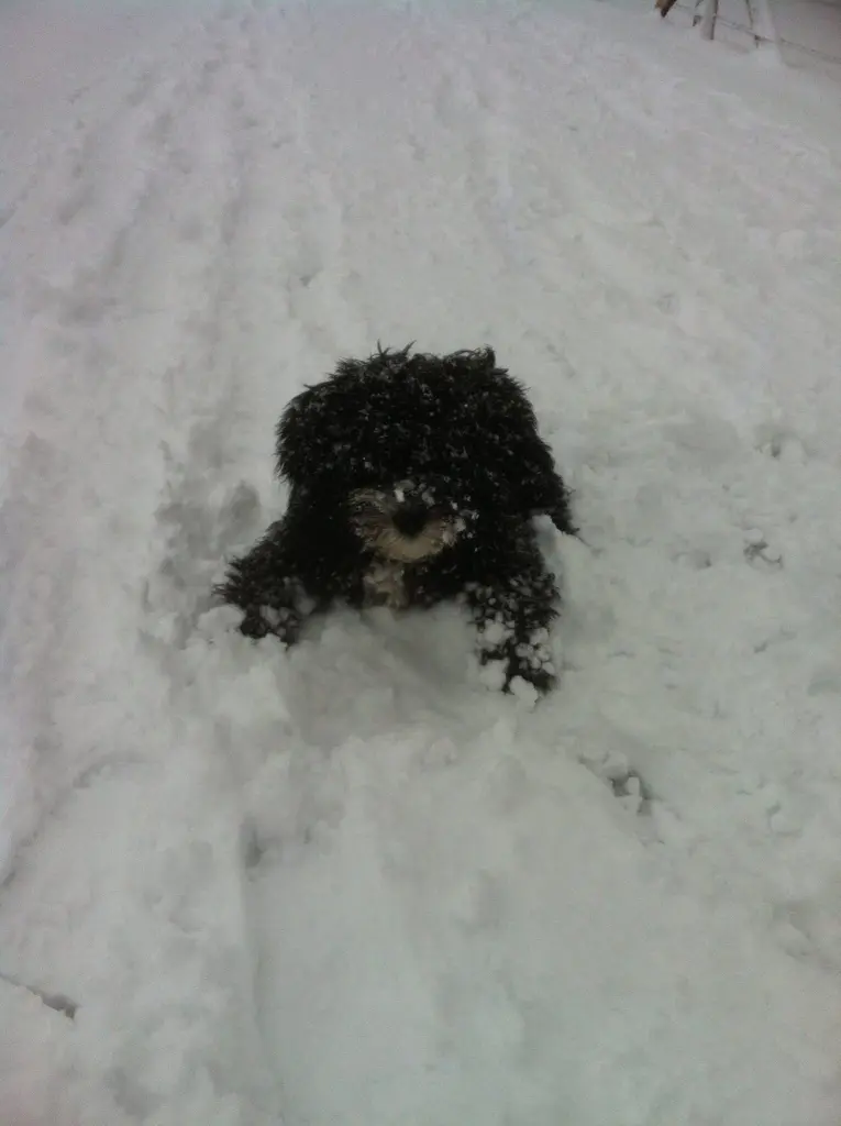Image from Rambo