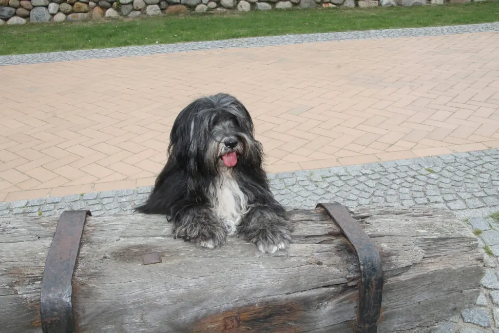 Image from Rambo